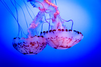 Jellies