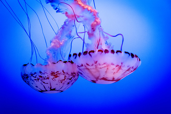 Jellies