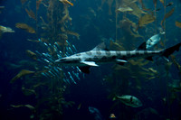 Shark