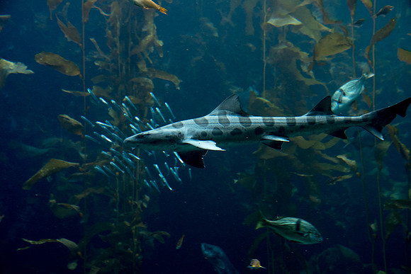 Shark