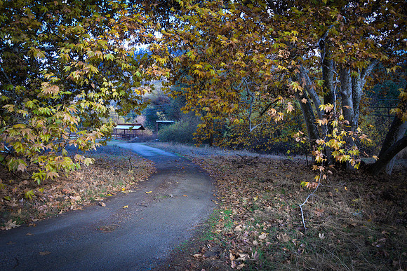 Fall in the Seqouias