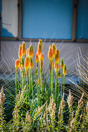 Fire Flowers