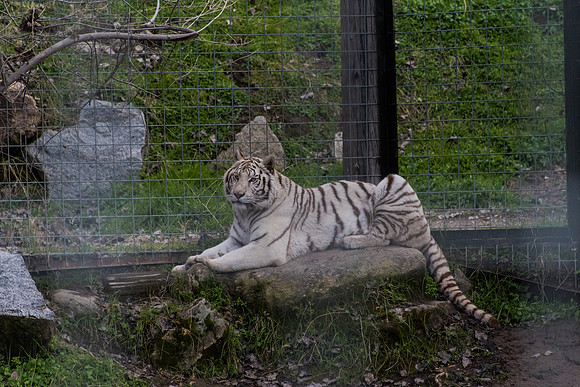 White Tiger