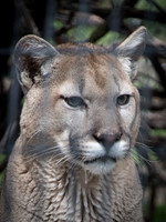 Big Cat Ready for a snack