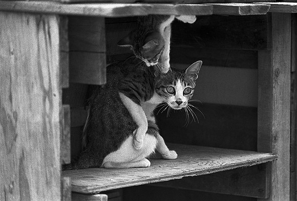 Playtime Mom