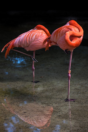Pink Flamingo's