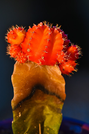 Cactus