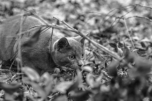The Hunter