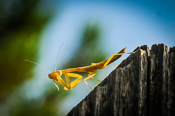 Mantis
