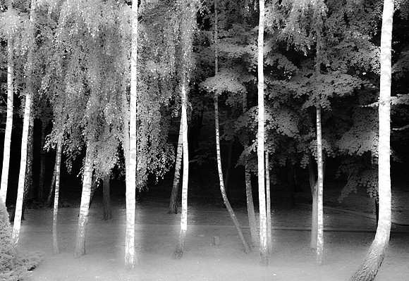 The Electric Forrest