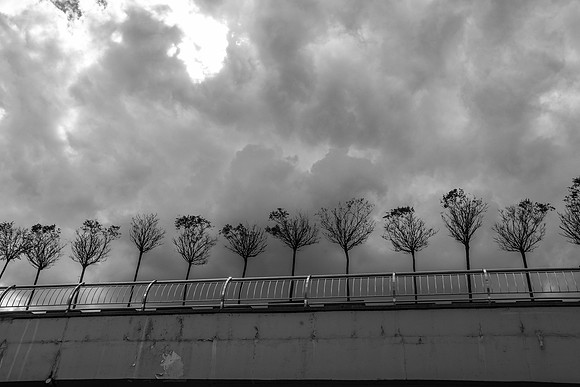 trees