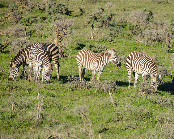 Stripes-1