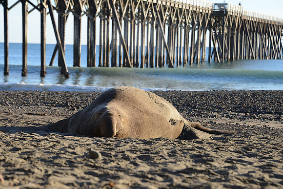 Elephant Seal, San Simeon Beach-1