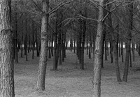 The Grove