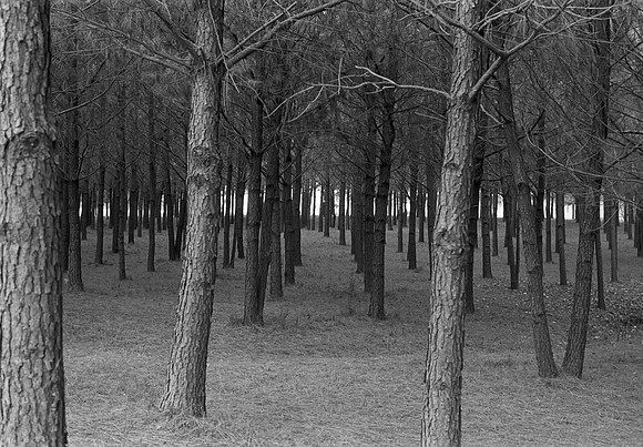 The Grove
