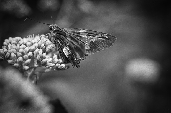 The Moth