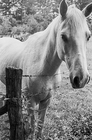 White Horse 2