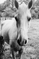 White Horse