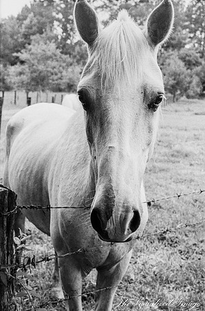 White Horse