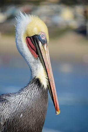 California Pelican